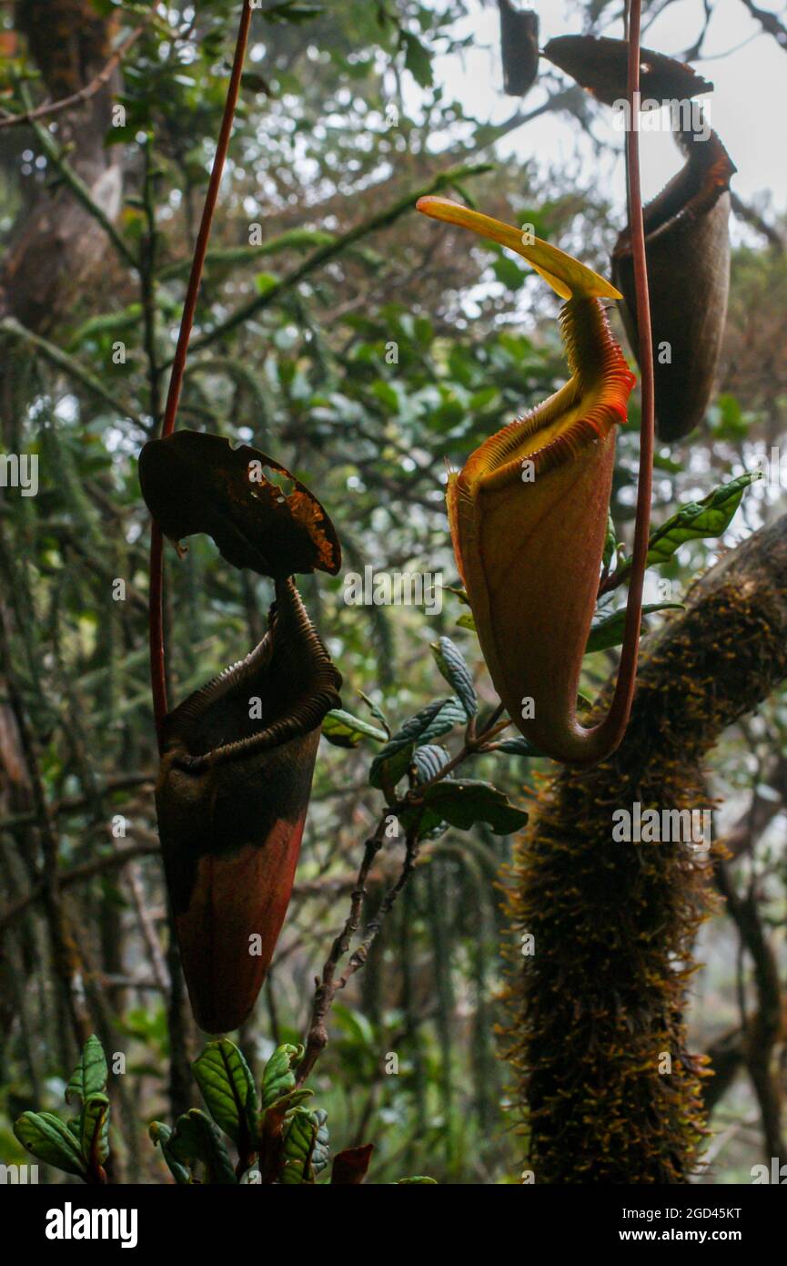 Carnithe della pianta carnivora di carnitro Nepenthes x kinabaluensis, un ibrido naturale, Sabah, Borneo Foto Stock