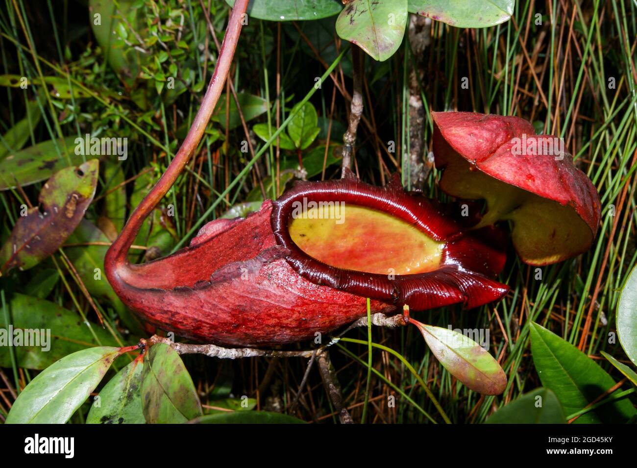 Brocca della pianta carnivora della carnitra Nepenthes rajah, Sabah, Borneo, Malesia Foto Stock