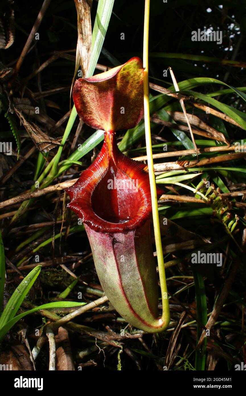 Lanciatore della pianta carnivora del lanciatore Nepenthes rajah x lowii, un ibrido naturale, Sabah, Borneo Foto Stock