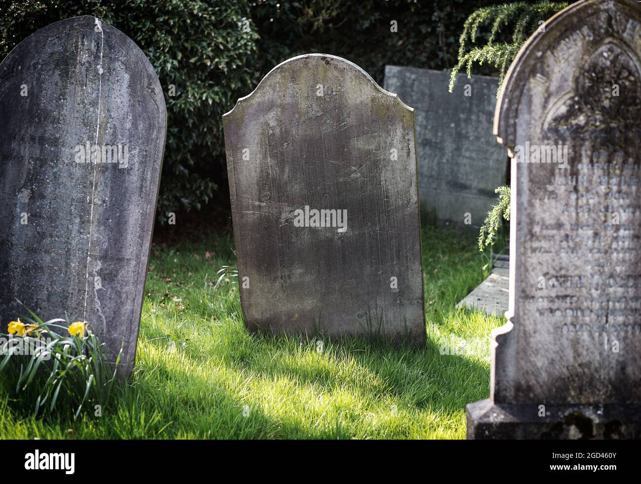 Lapide in cimitero. Vecchio, decaduto e grunge, pronto per il testo. Alberi e cespugli sullo sfondo. Foto Stock