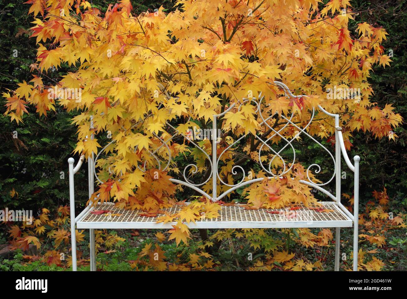 Botany, banco in metallo bianco con acer Tree in autunno e foglie intorno e su banco, ULTERIORI-DIRITTI-AUTORIZZAZIONE-INFORMAZIONI-NON-DISPONIBILE Foto Stock