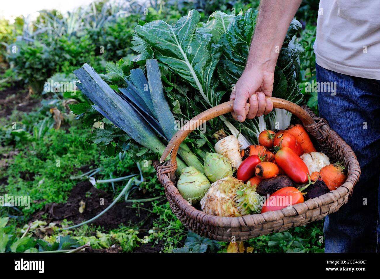 FRANCIA, DORDOGNE (24) PERIGORD, PANIERE DI VERDURE AUTUNNALI DELLA CUCINA GIARDINO, POMODORO, KOHLRABI, PASTINACA, SEDANO, SEDANO, CAROTE, PORRI, BIETOLE Foto Stock