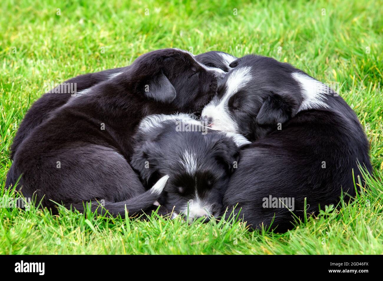 Adorabili cuccioli di collie di confine giacenti in un mucchio di cuccioli fuori su erba Foto Stock