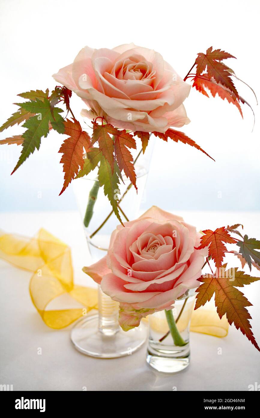 Botanica, rose in vasi di vetro con foglie acer, DIRITTI-AGGIUNTIVI-CLEARANCE-INFO-NON-DISPONIBILE Foto Stock