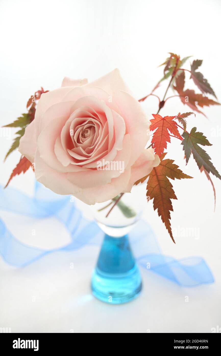 Botanica, rosa in un vaso di vetro con foglie acer, ULTERIORI-DIRITTI-CLEARANCE-INFO-NON-DISPONIBILE Foto Stock