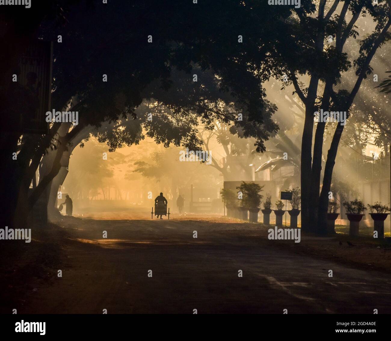 Mist di mattina presto in natura con gli alberi Foto Stock