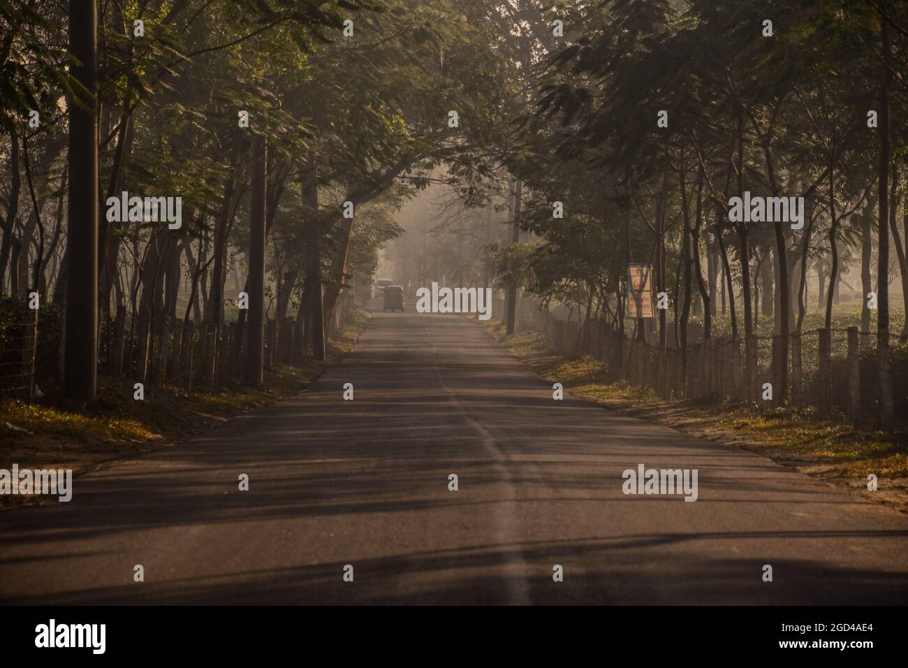 Mist di mattina presto in natura con gli alberi Foto Stock