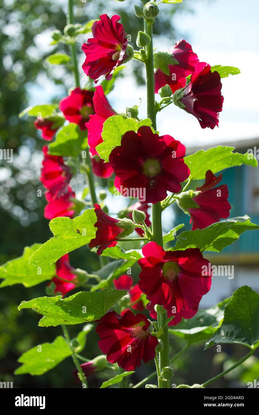 Molti fiori rossi di mallow sul gambo di una pianta in una giornata di sole. Foto Stock