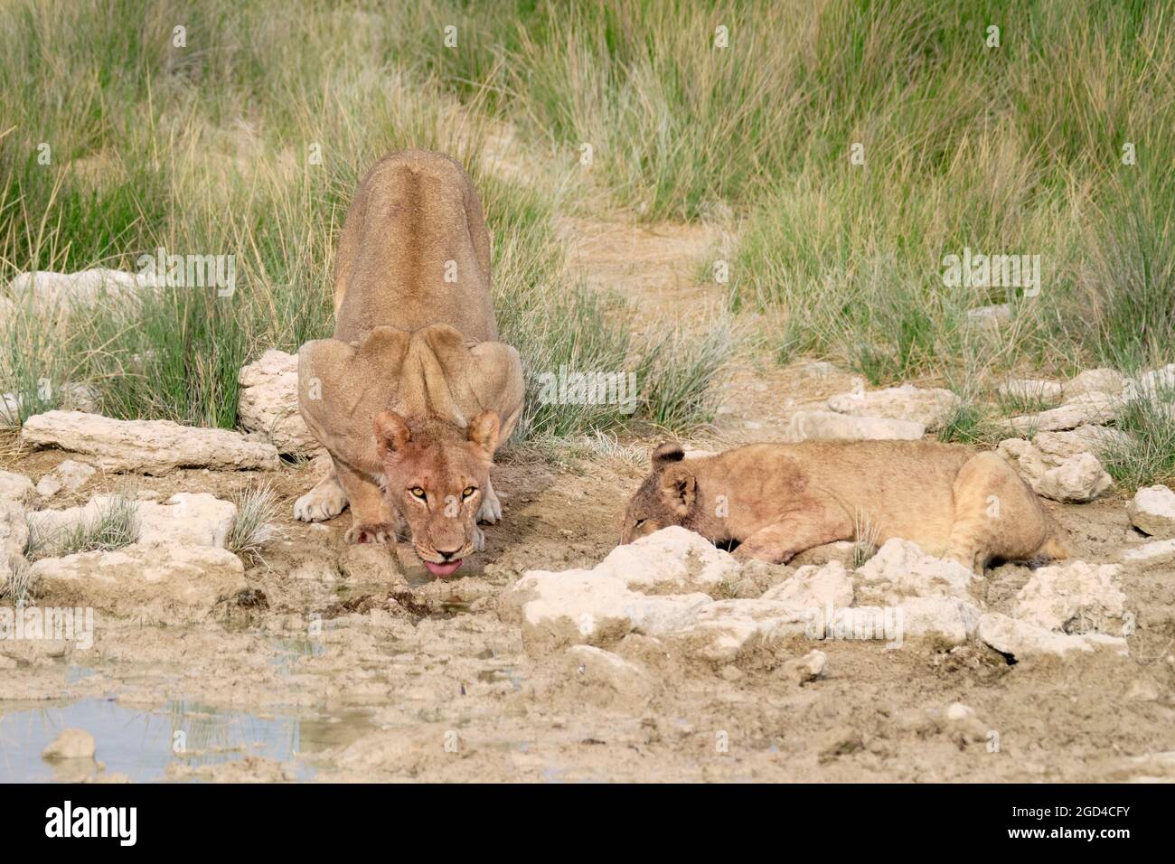 Leonessa (Panthera Leo) e leone bambino che beve. Parco Nazionale di Etosha, Namibia, Africa Foto Stock