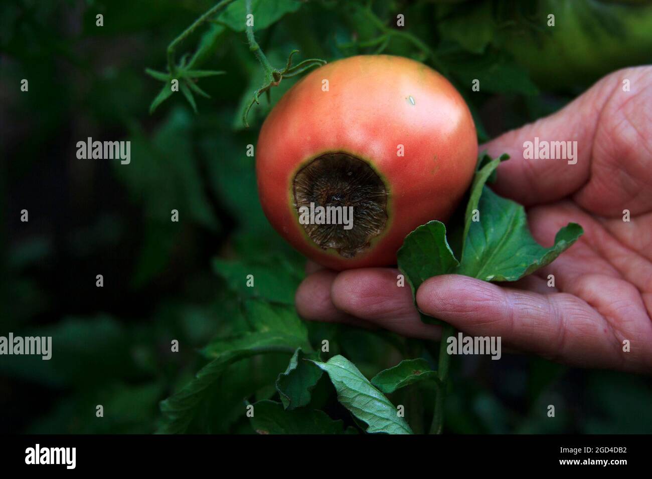 Malattia dei pomodori. Fiore finale di marciume sulla frutta. Pomodoro rosso danneggiato nella mano dell'agricoltore. Primo piano. Problemi di prodotto. Sfondo agricolo sfocato Foto Stock