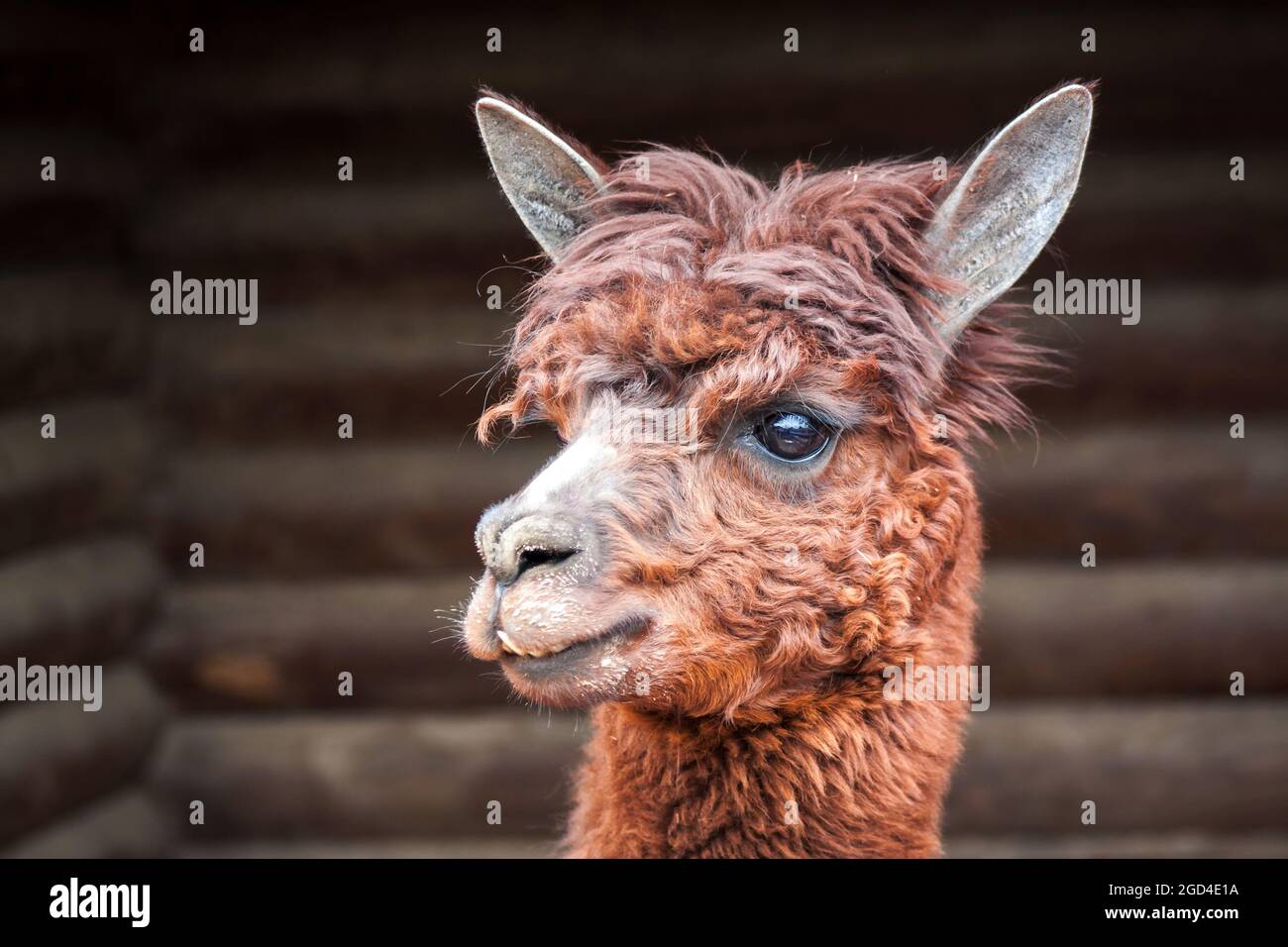 Ritratto primo piano di una simpatica alpaca marrone in una fattoria Foto Stock