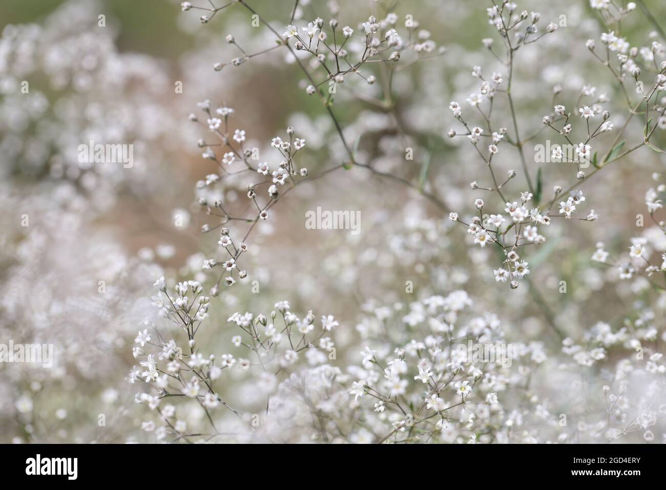 Piccoli fiori bianchi di gypsophila con petali in closeup campo Foto Stock