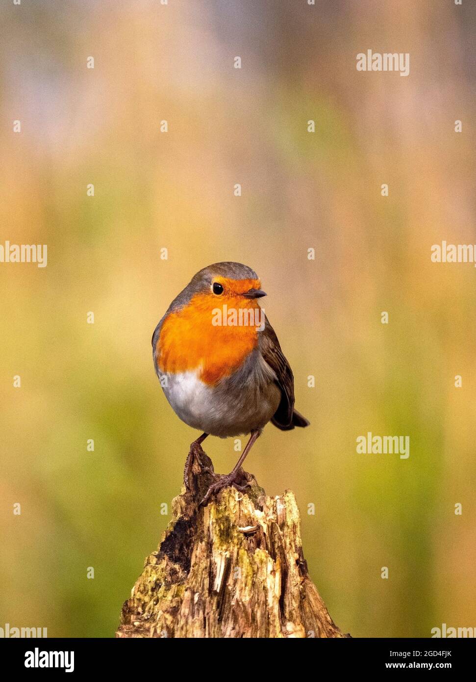 European Robin (Erithacus rubbecula) appollaiato su un troncone Foto Stock