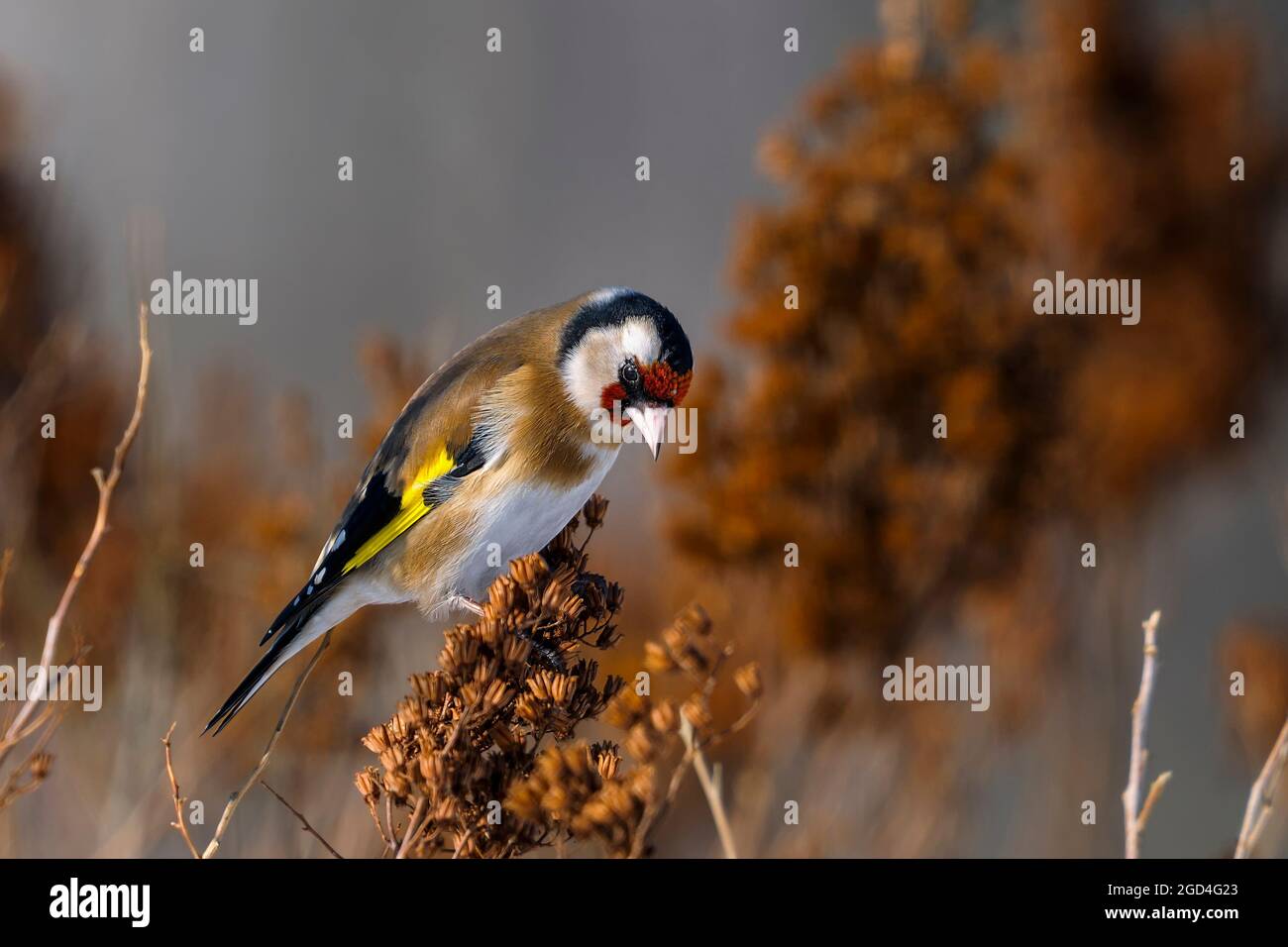 Bilanciamento Goldfinch sul ramo. Foto Stock