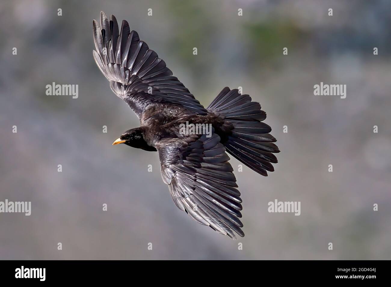 Tosse alpina facendo manovre acrobatiche a mezz'aria. Foto Stock