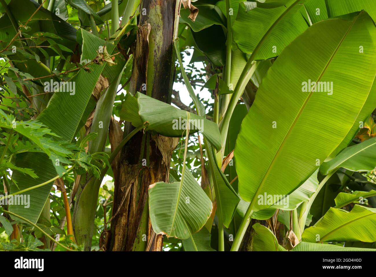 un grumo di alberi di banana con foglie verdi e foglie marroni scure, le vecchie costole diventano marroni Foto Stock