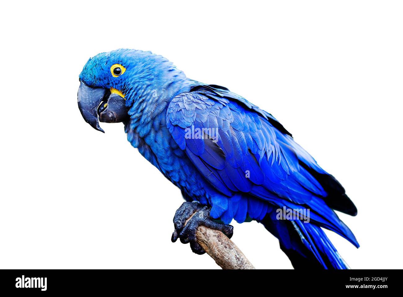 Blu e giallo, minacciato Hyacinth Macaw (pappagallo) arroccato su un ramo di albero, su uno sfondo bianco Foto Stock