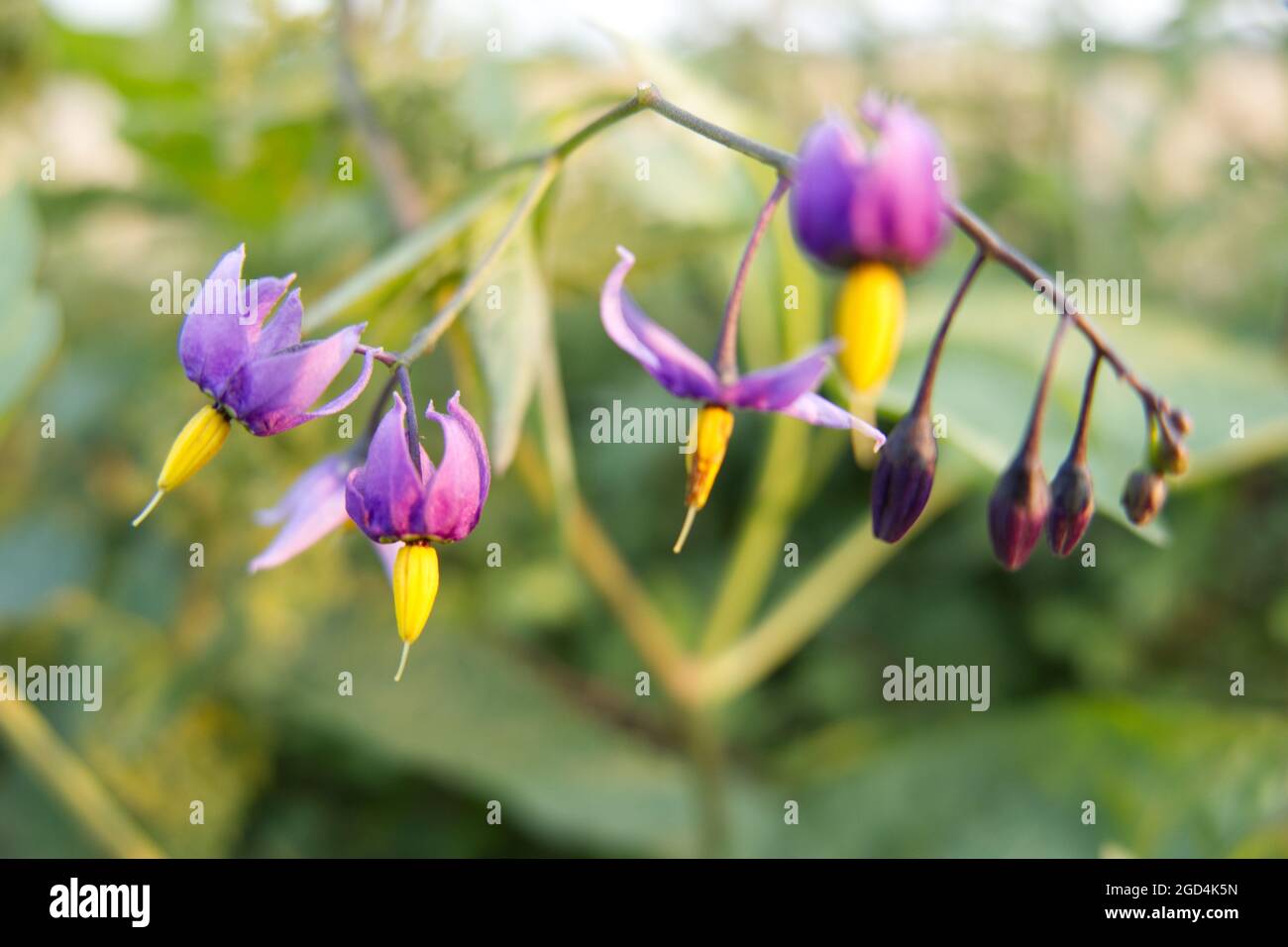 Macro primo piano di Arrampicata Nightshade fiori (Solanum dulcamara), noto anche come Bittersweet o Bitter Nightshade, alla luce della sera al tramonto Foto Stock