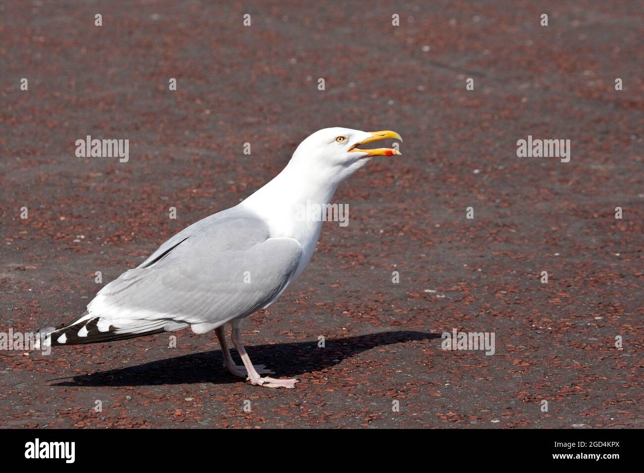 Europeo Herring Gull (Larus argentatus) adulto che chiama forte Foto Stock