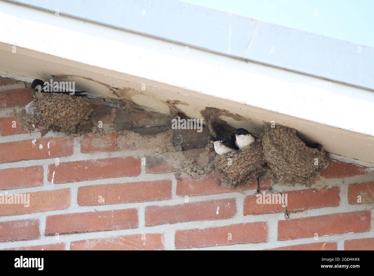 Casa comune Martin (Delichon urbicum) nidificazione sotto un tetto Foto Stock