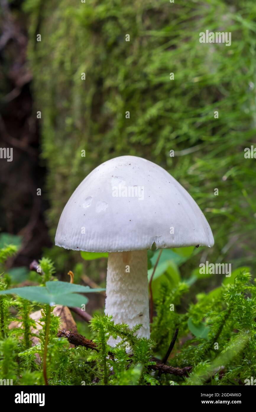 Distruggendo il fungo dell'angelo in una foresta Foto Stock