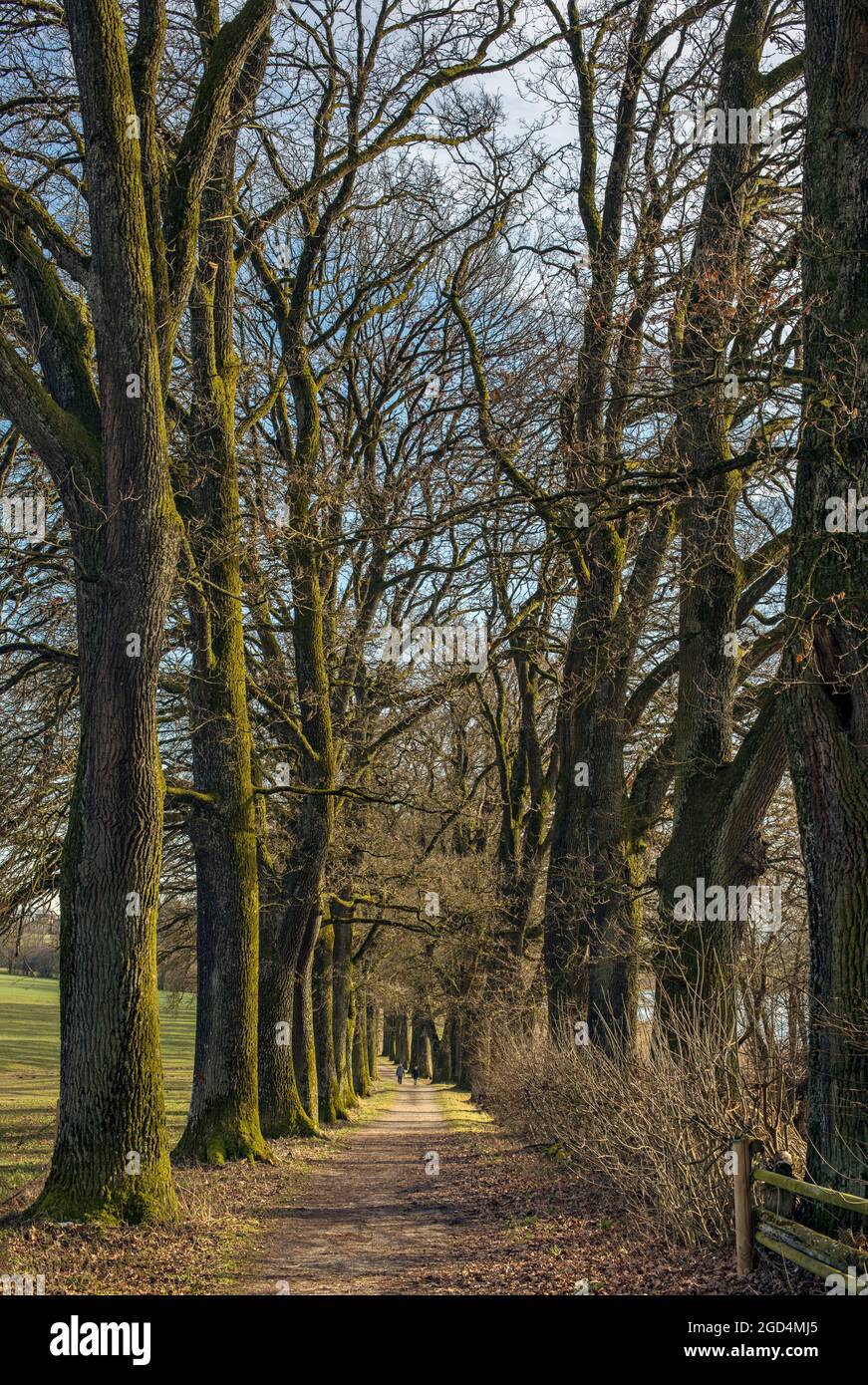Geografia / viaggio, Germania, Baviera, Ebersberg, Germania, Vicino a Ebersberg, viale, viale delle querce, DIRITTI-AGGIUNTIVI-AUTORIZZAZIONE-INFORMAZIONI-NON-DISPONIBILI Foto Stock