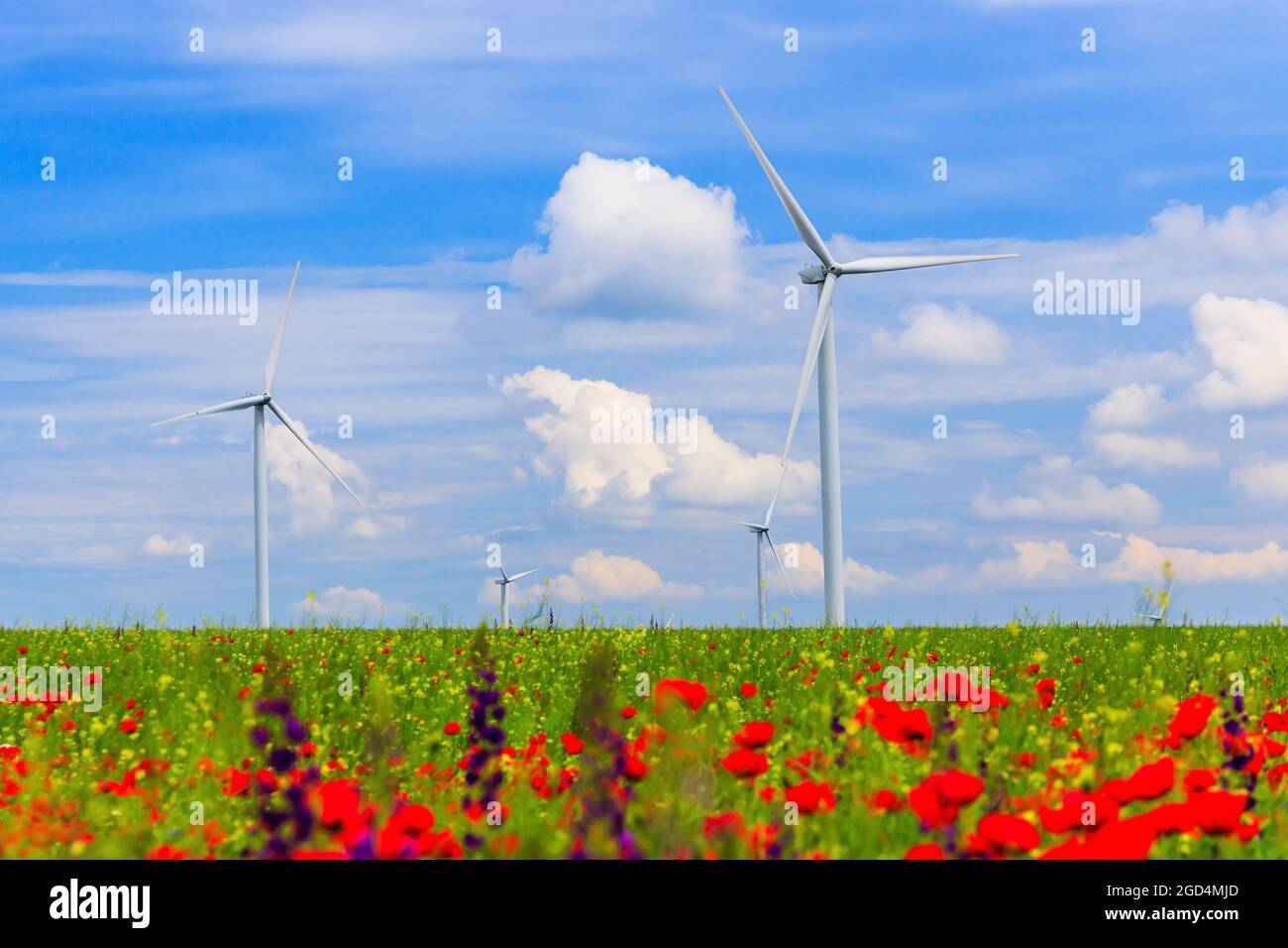 Turbine eoliche (fonte di energia rinnovabile) con campo agricolo e fiori selvatici in primo piano. Foto Stock