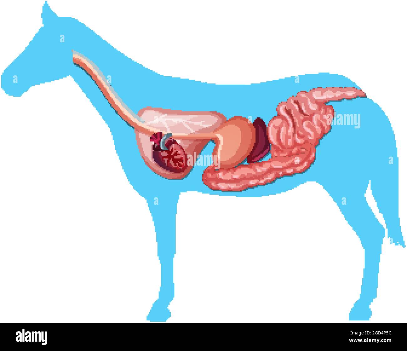 Anatomia interna di un cavallo isolato su sfondo bianco Illustrazione Vettoriale