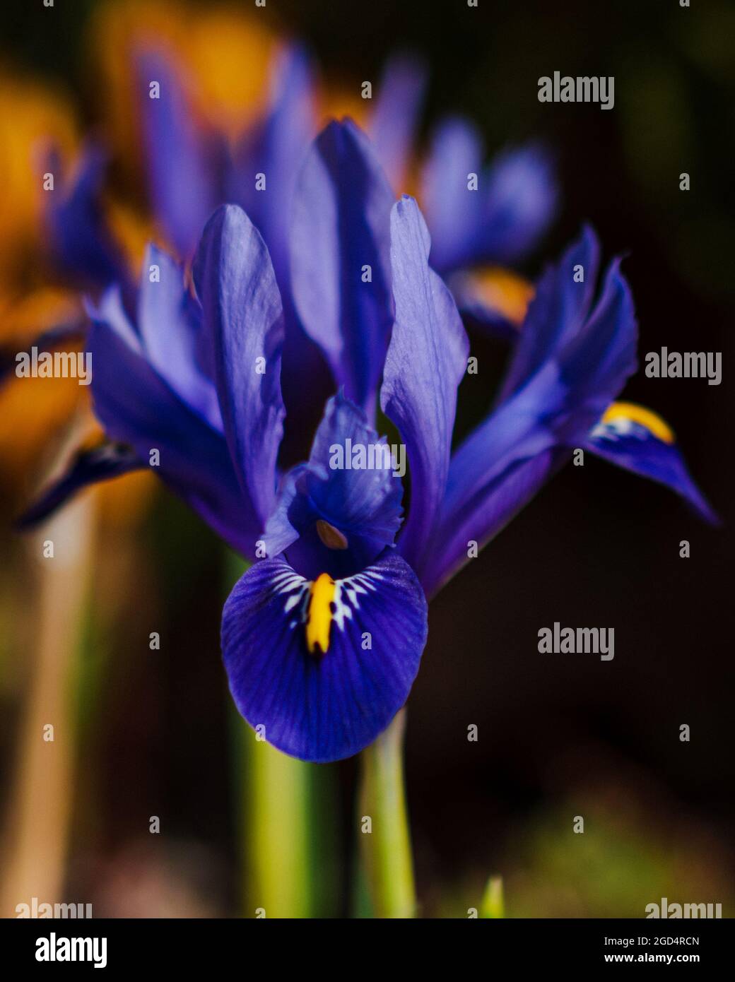 Closeup di bellissimi fiori di iride a rete con sfondo scuro Foto Stock