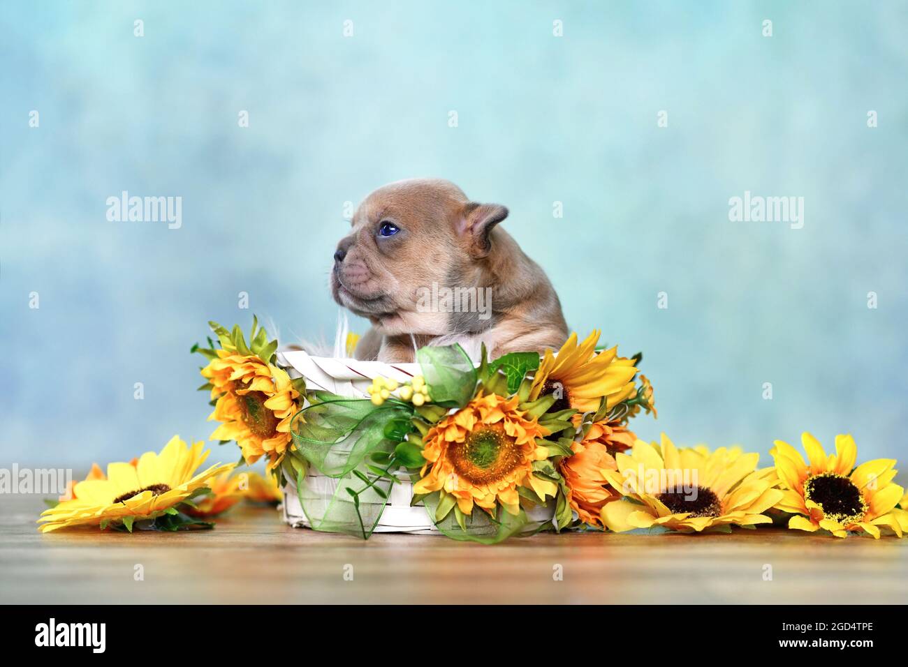 Piccolo cucciolo di cane bulldog francese in cesto bianco con girasoli davanti alla parete blu Foto Stock