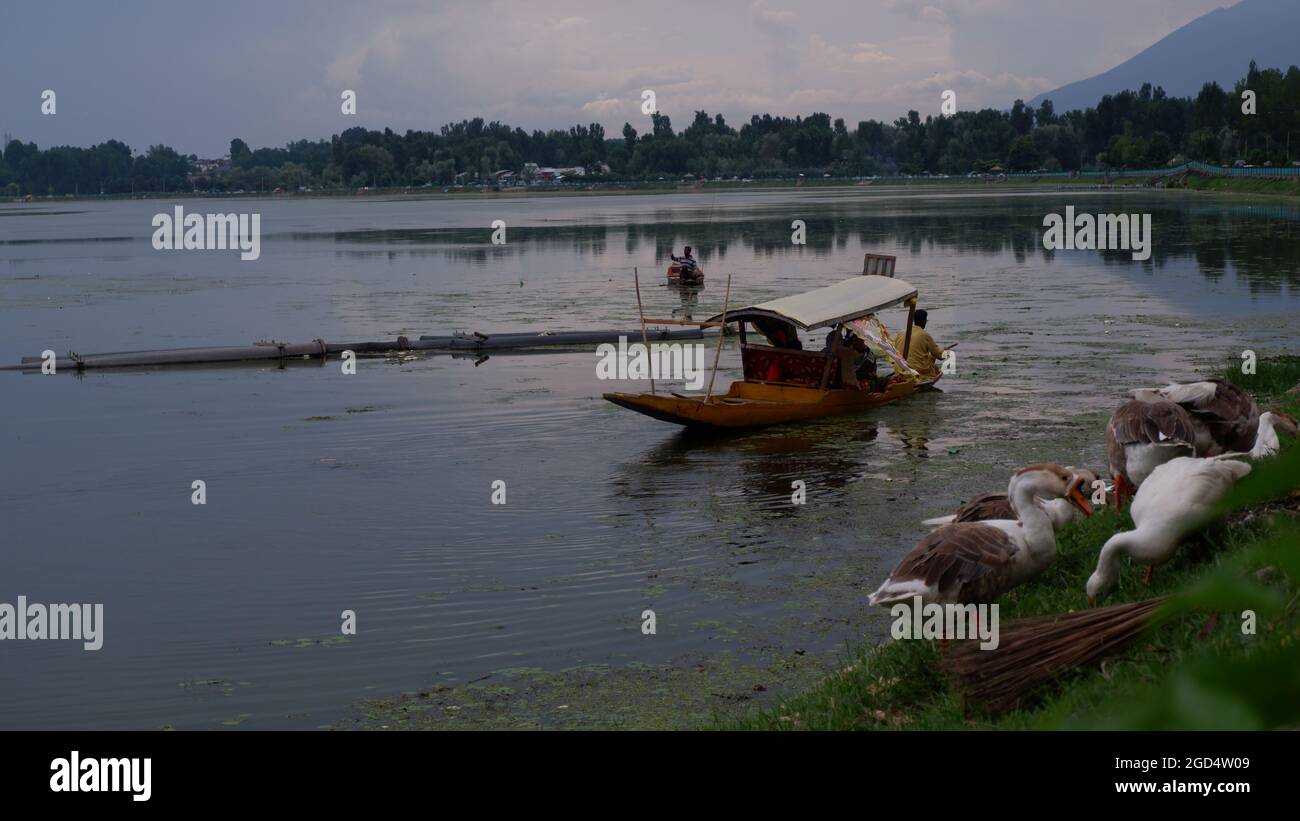 Kashmiri uomo in shikara sul lago dal Foto Stock