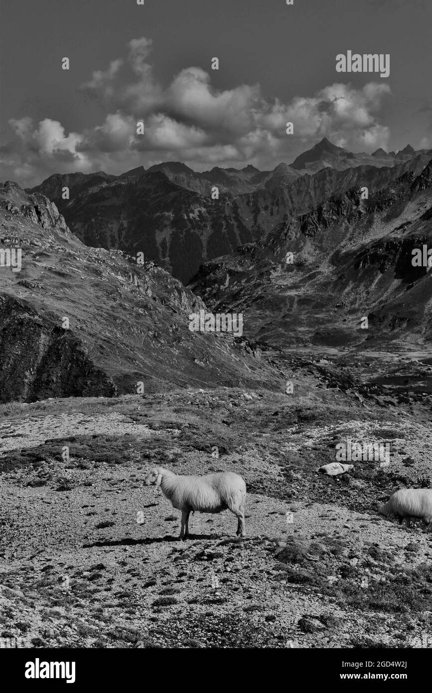 pecora lonesome al centro di una vista sulle montagne da qualche parte a schladming nell'estate 2020 Foto Stock