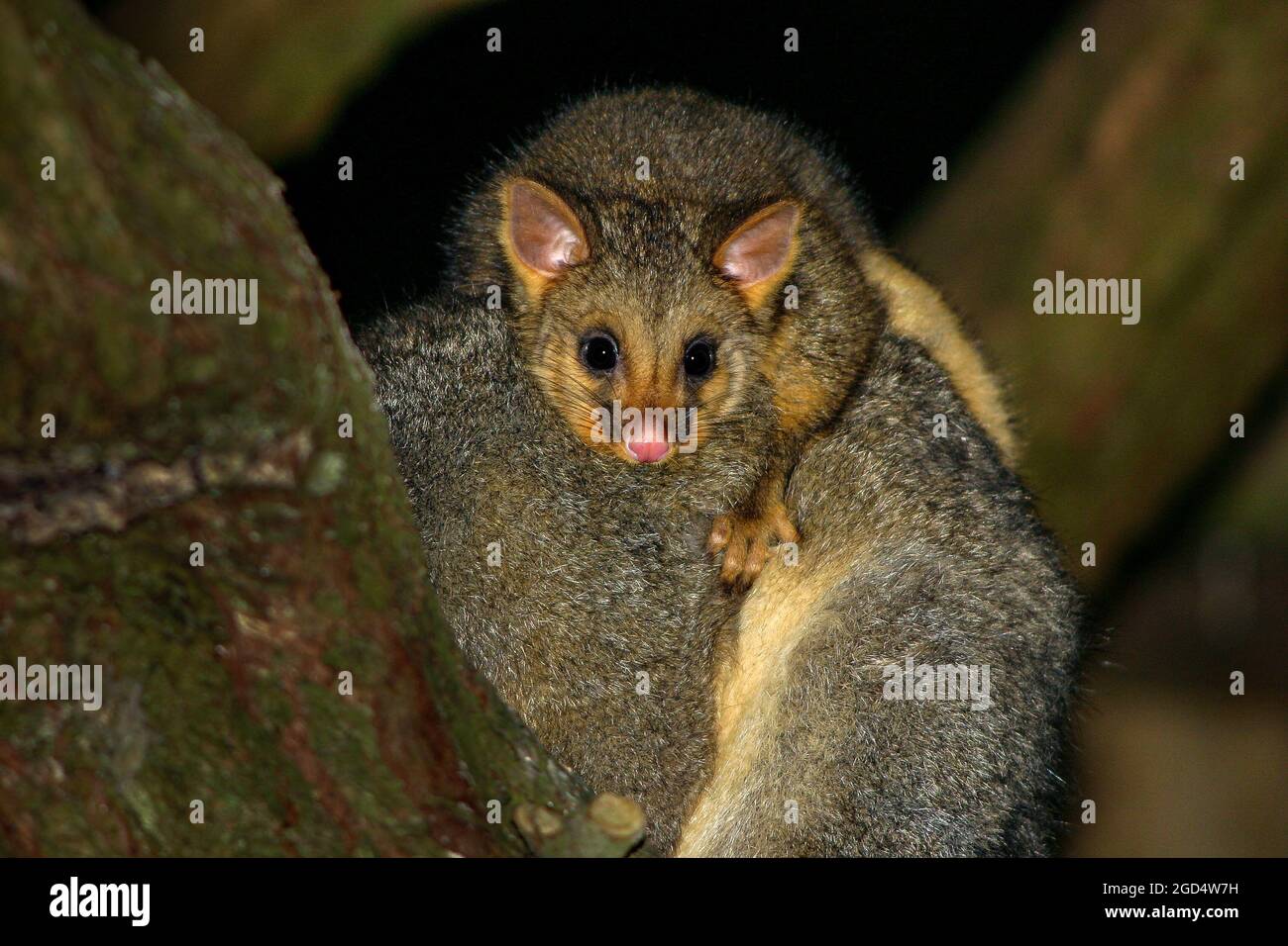 Carino bambino australiano Brushtail Possum sulle madri indietro Foto Stock