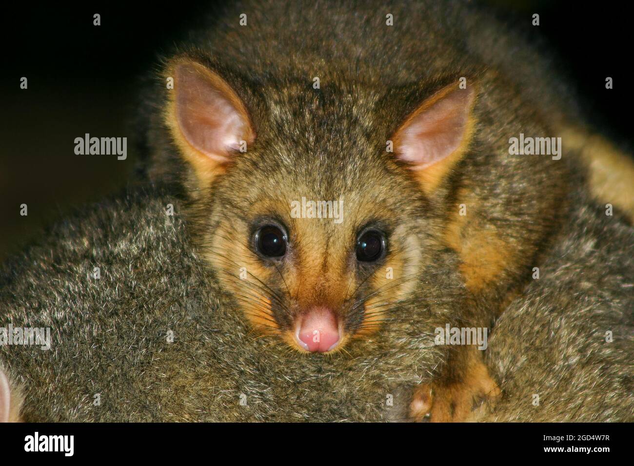 Primo piano di molto carino bambino australiano Brushtail Possum sulle madri indietro Foto Stock