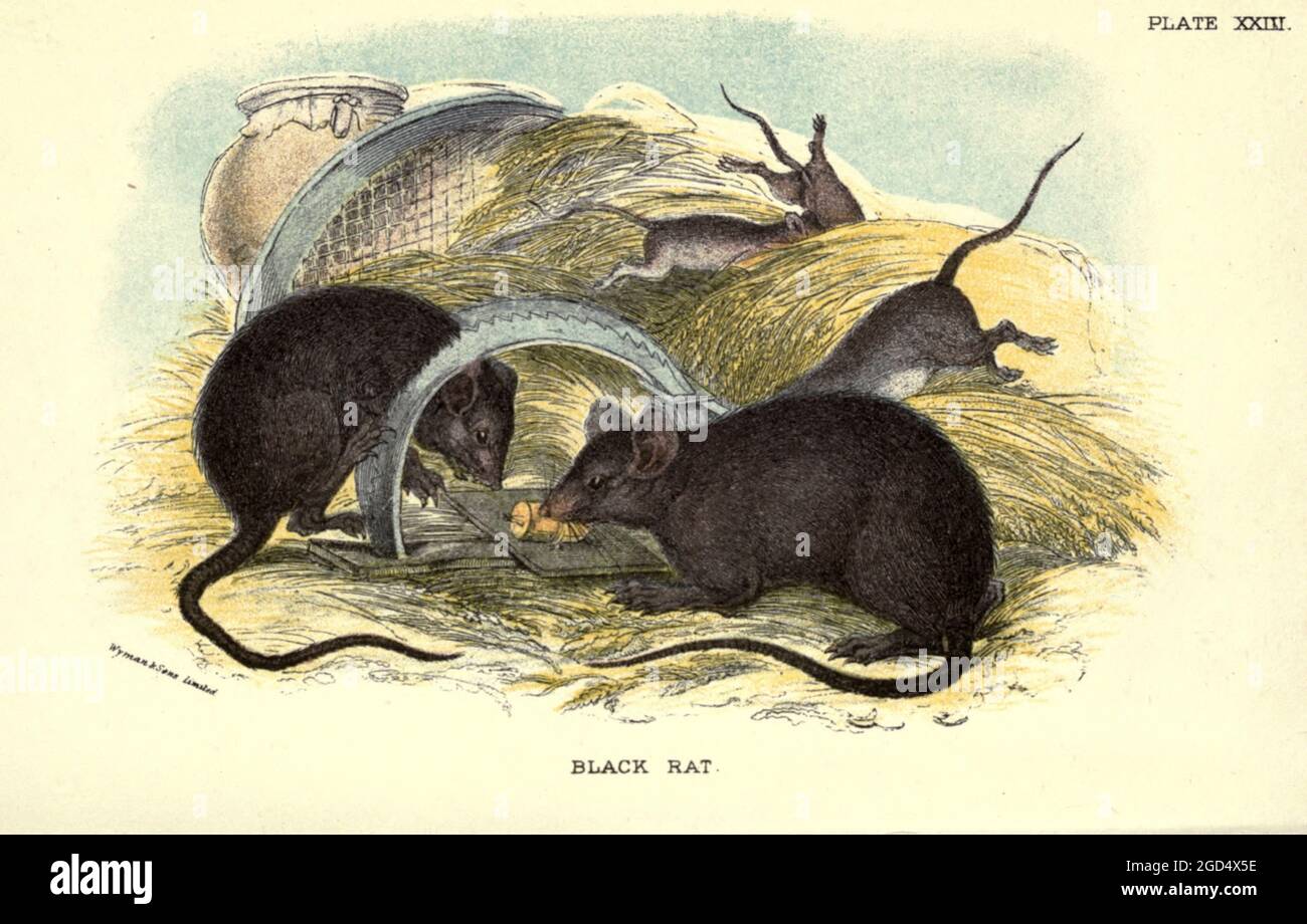 Il ratto nero (Rattus rattus qui come Mus rattus), noto anche come ratto di tetto, ratto di nave, o ratto di casa, è un roditore comune a coda lunga del genere di ratto stereotipato Rattus, nella sottofamiglia Murinae. Probabilmente è nato nel subcontinente indiano, ma ora è trovato in tutto il mondo dal libro ' UN manuale alla mammalia britannica ' da Richard Lydekker, 1849-1915 pubblicato a Londra, da Edward Lloyd in 1896 Foto Stock