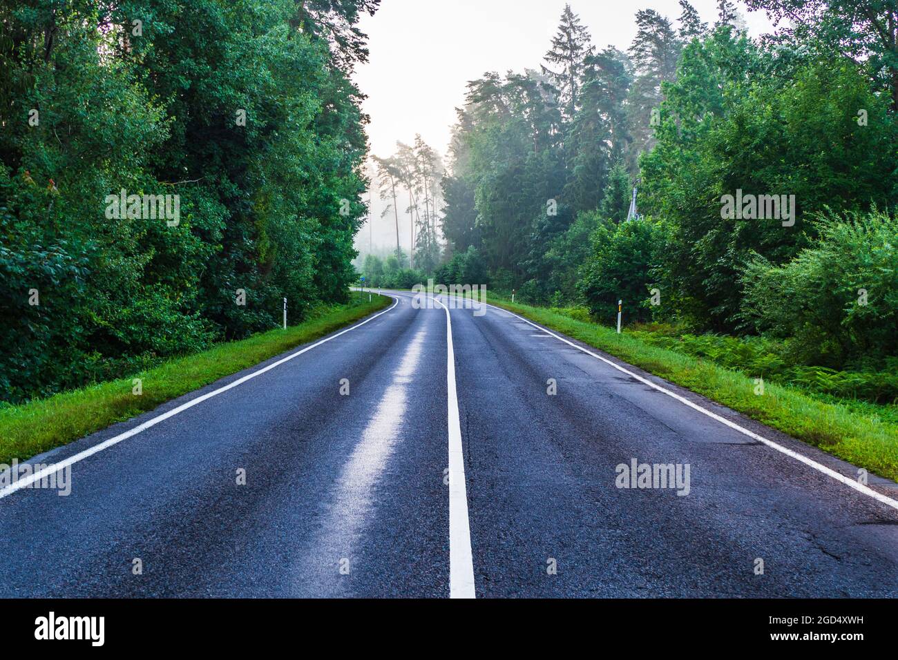 Empty Asphalt Road attraverso Foggy Forest in mattinata piovosa Foto Stock