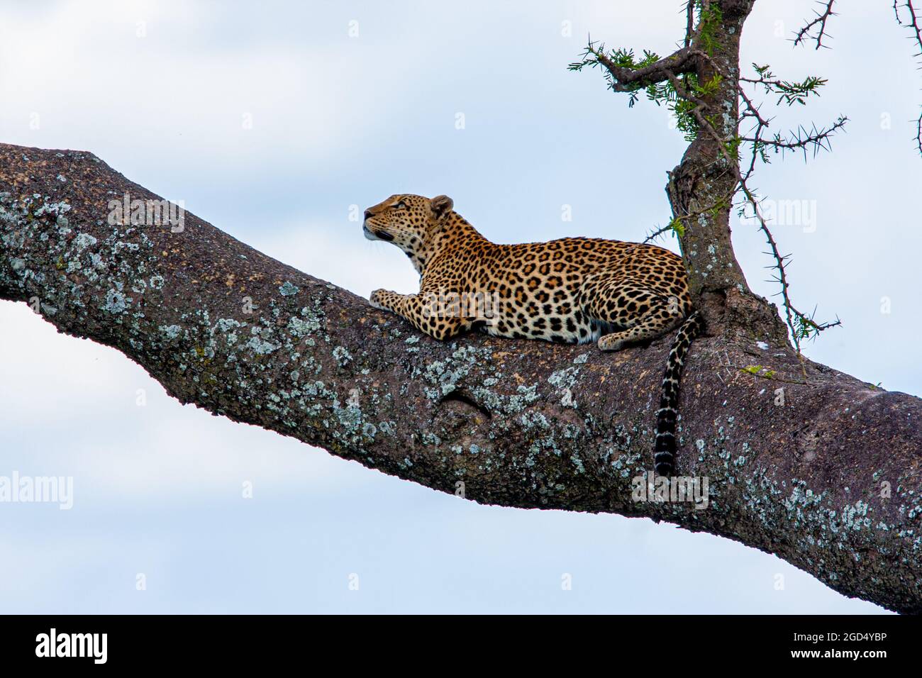 Leopard (Panthera pardus) su un albero. Fotografato a Parco Nazionale del Serengeti, Tanzania Foto Stock