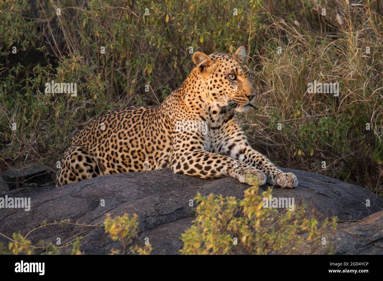 Leopard (Panthera pardus) su un albero. Fotografato a Parco Nazionale del Serengeti, Tanzania Foto Stock