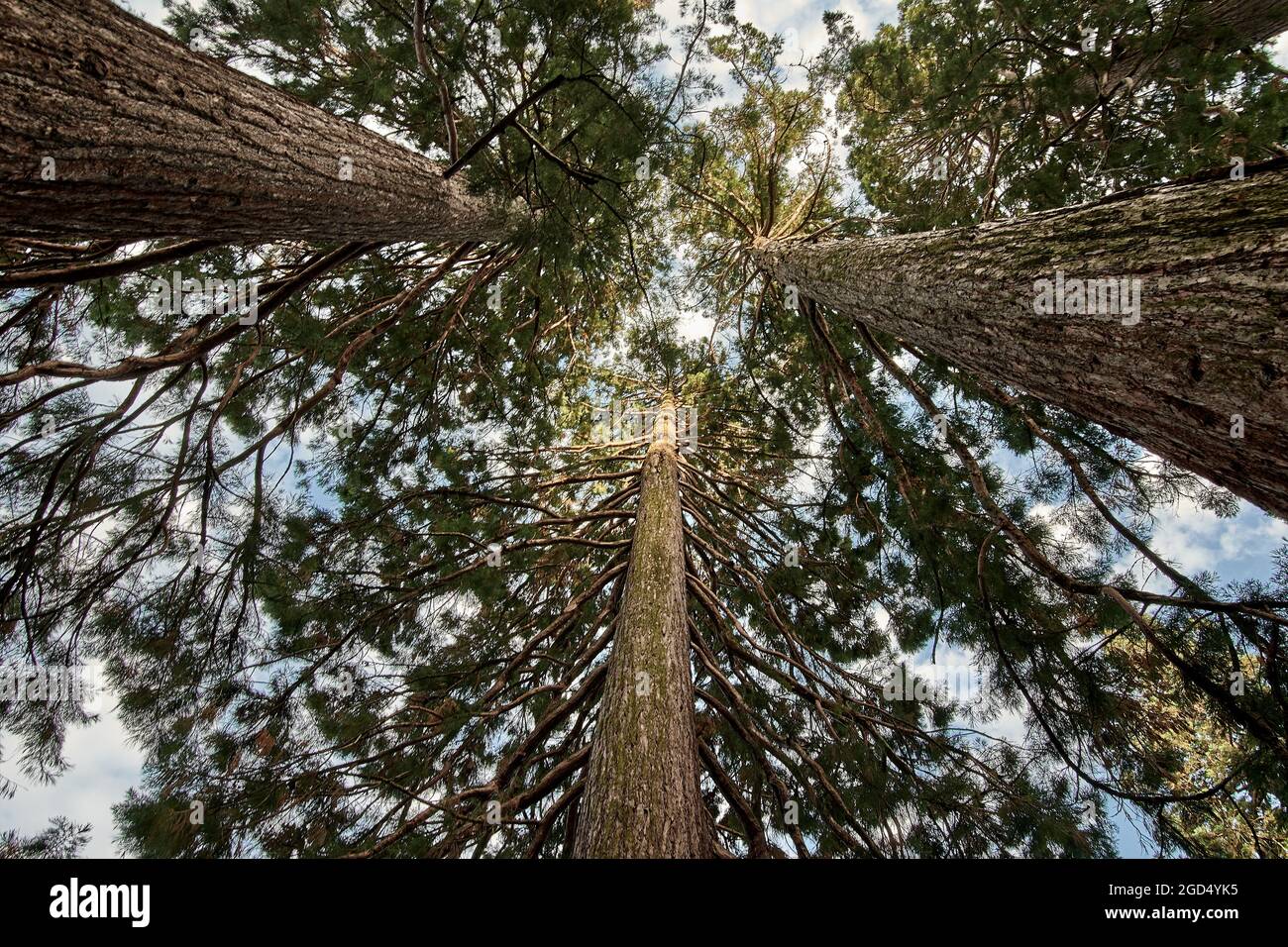 Sequoie giganti, alberi di sequoie californiani (sequoiadendron giganteum) dal basso con sfondo blu cielo a Baden-Baden, Germania. Foto Stock