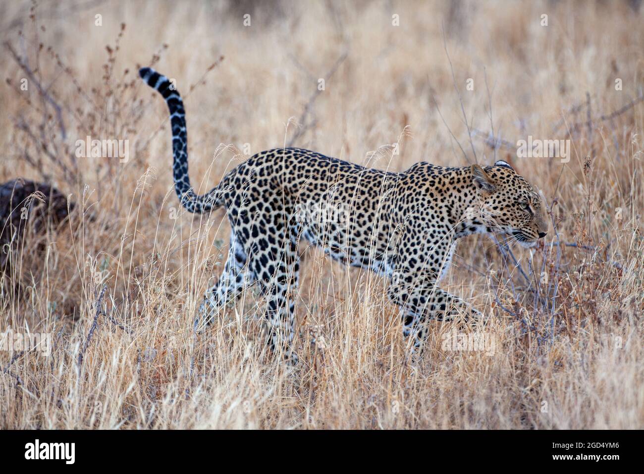 Leopardo (Panthera pardus) in natura. Fotografato al Parco Nazionale Serengeti, Tanzania Foto Stock