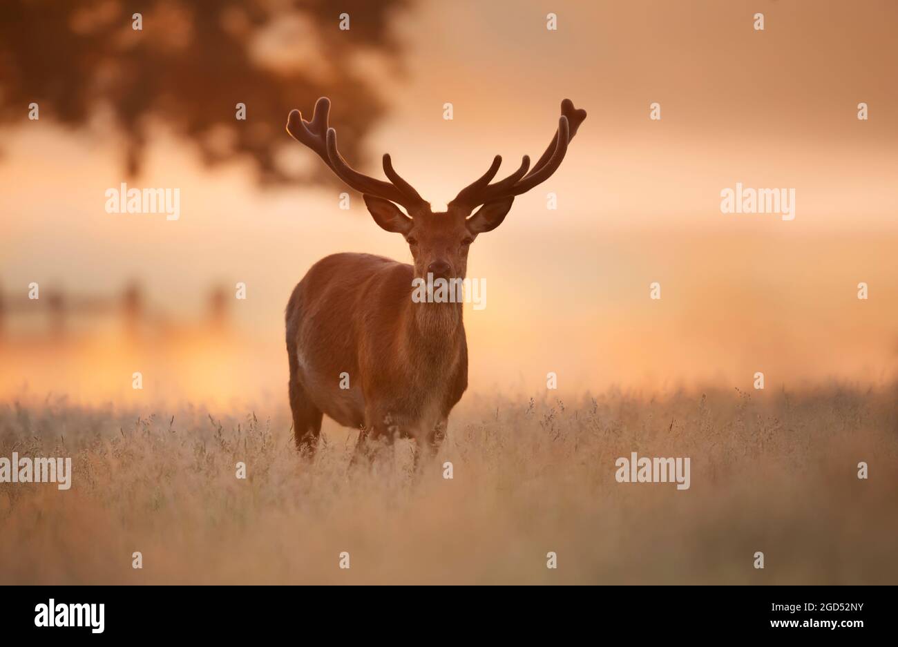 Cervi rossi stag all'alba in estate, Regno Unito. Foto Stock