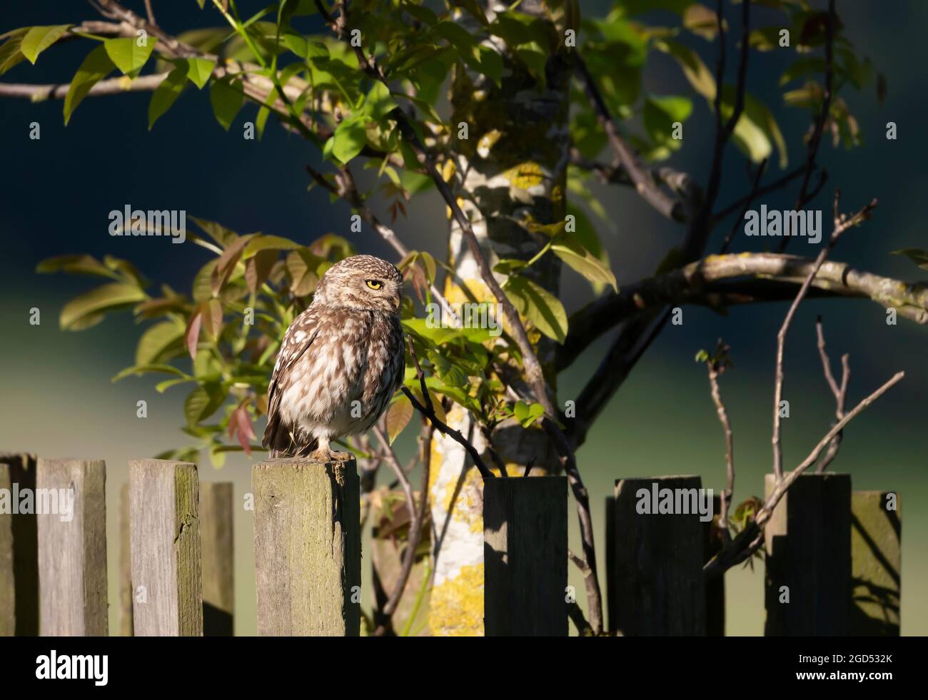 Primo piano di un piccolo Owl (Athene noctua) arroccato su una recinzione in estate, Regno Unito. Foto Stock