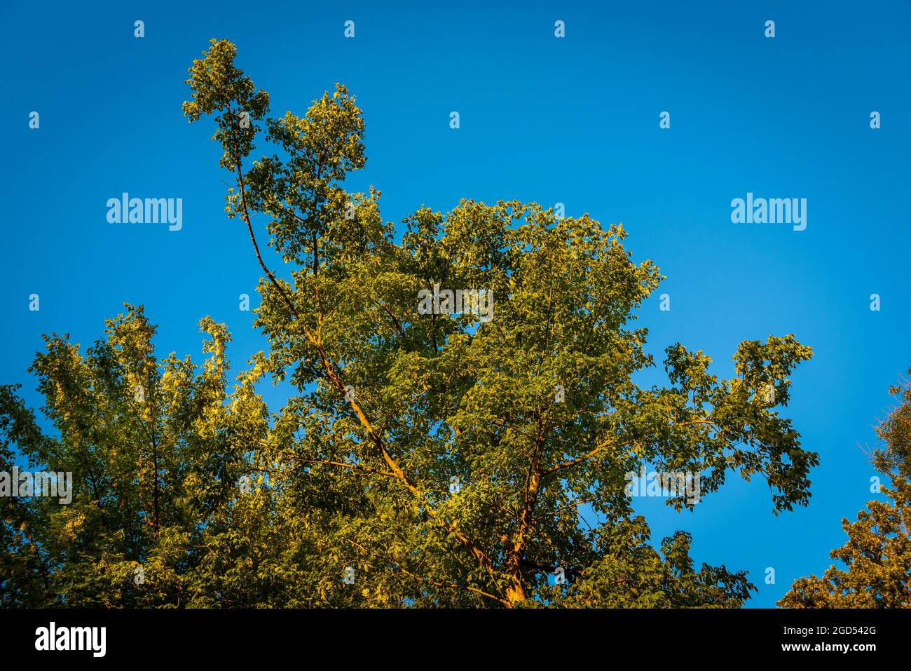 Autunno sfondo foresta. Albero di colore arancione vibrante, fogliame arancione nel parco con un cielo blu. Foto Stock