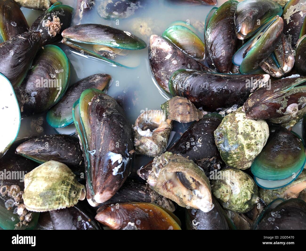 Vista closeup della carne di cozze surgelate Foto Stock