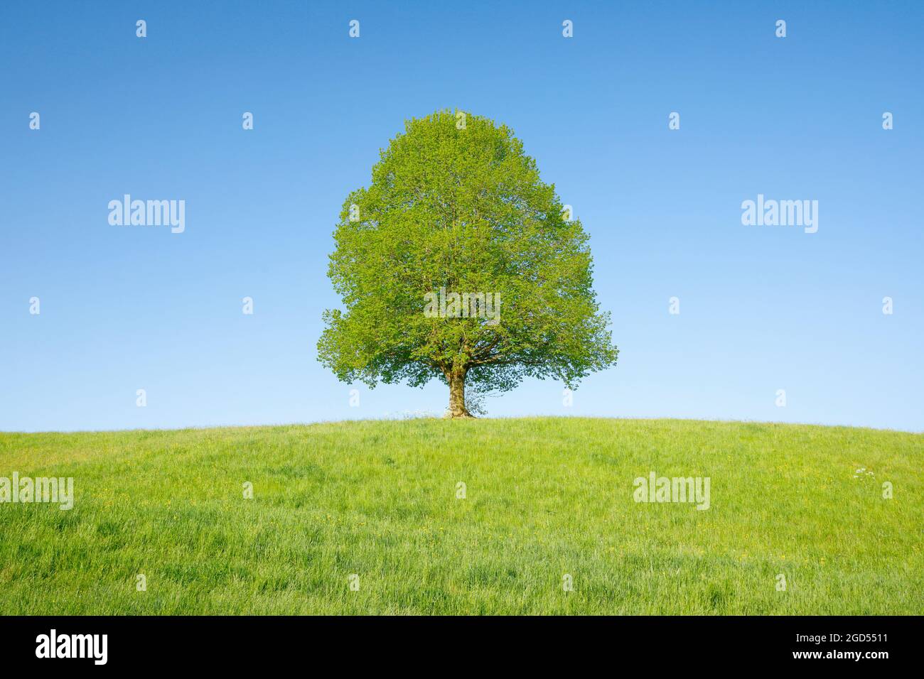 Botanica, lime nei pressi di Ebmatingen, nelle alture di Zurigo, Svizzera, USO NON ESCLUSIVO PER L'USO DI CARTOLINE-BIGLIETTI-AUGURI-PIEGHEVOLI Foto Stock