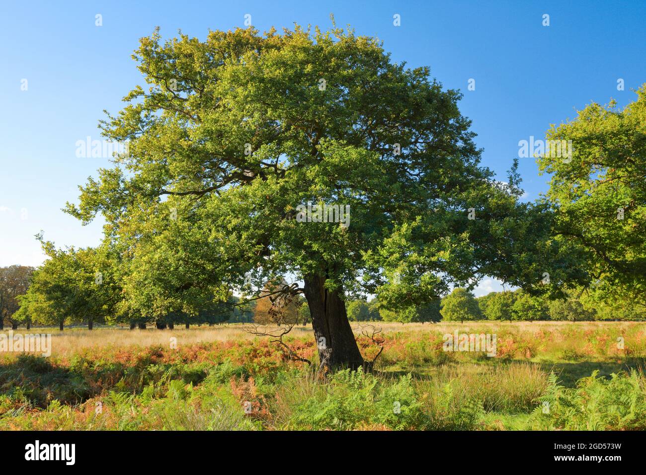 Botanica, quercia, Richmond Park, Inghilterra, NO-EXCLUSIVE-USE PER IL PIEGHEVOLE-BIGLIETTO-DI-AUGURI-USO-CARTOLINA Foto Stock