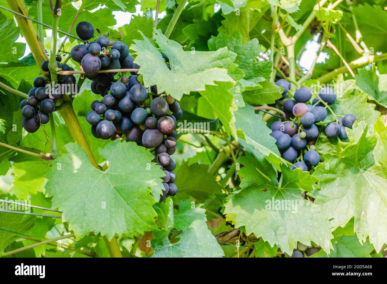Grappoli maturi di uve nere sulla vite. Foto Stock