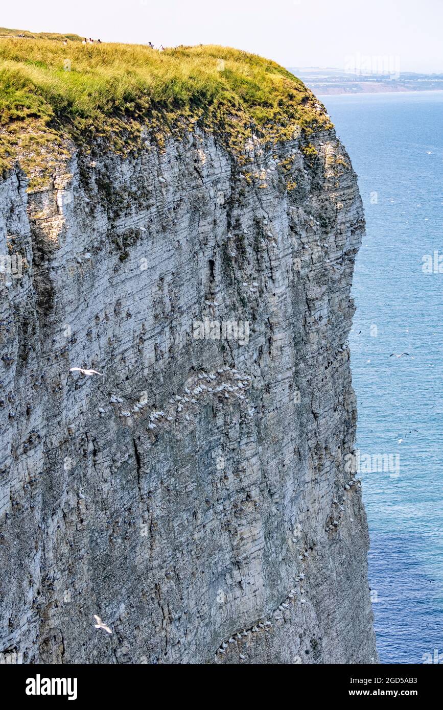 Bempton Cliffs, Yorkshire, UK: Colonia di allevamento per gannet, puffin, guillemot e kittiwake Foto Stock