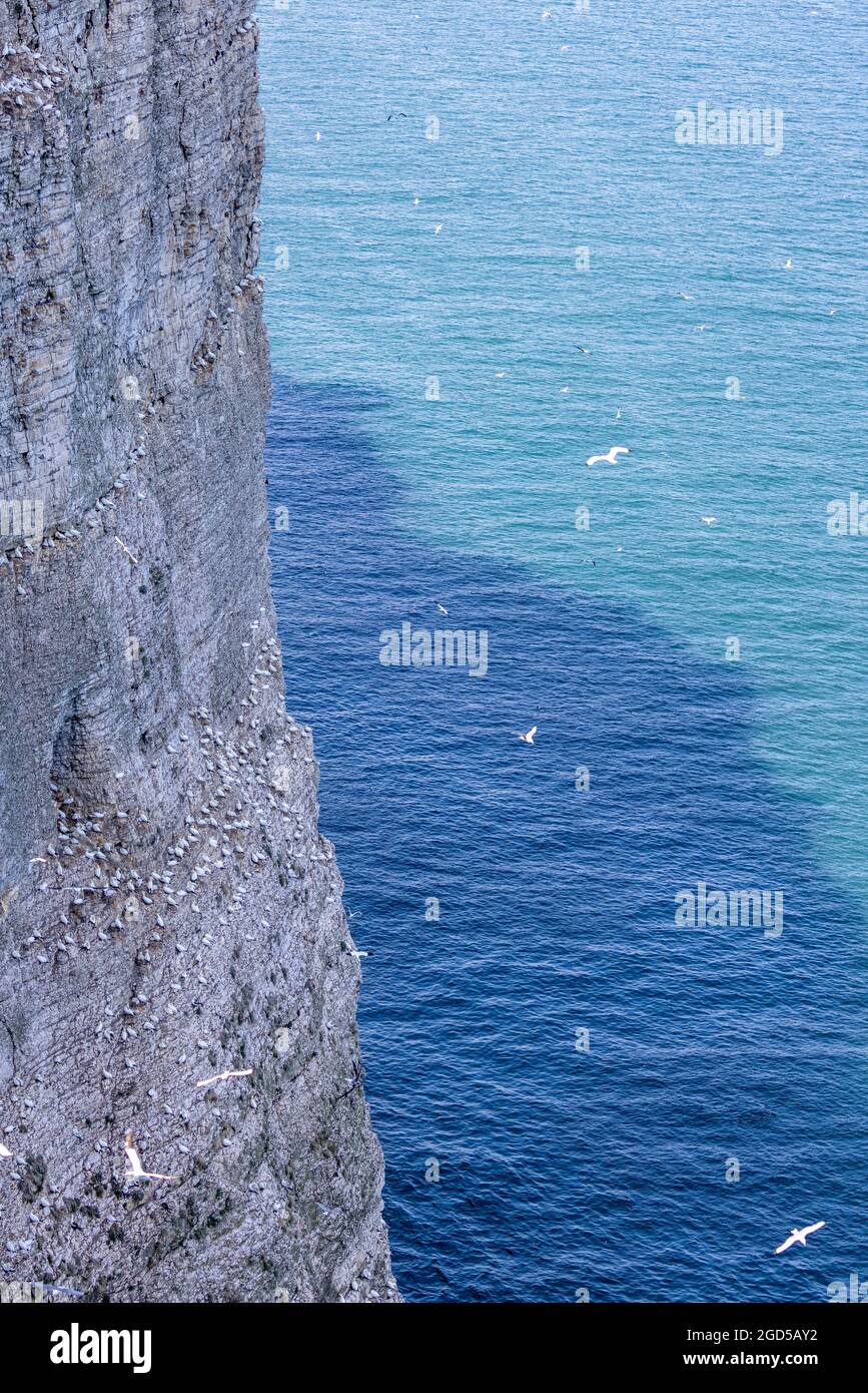 Bempton Cliffs, Yorkshire, UK: Colonia di allevamento per gannet, puffin, guillemot e kittiwake Foto Stock
