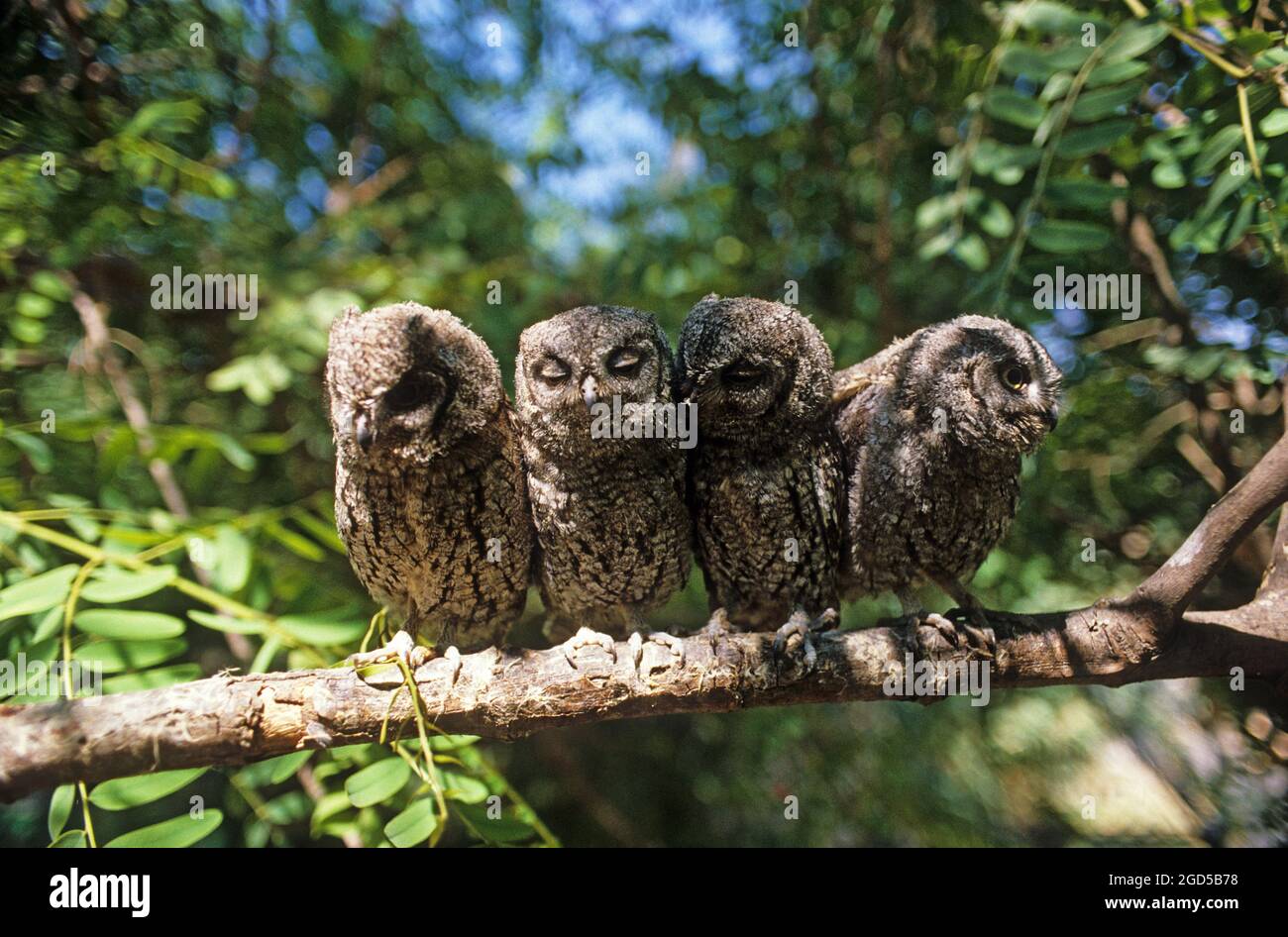 European Scops Owls (Otus scops) su un albero, Hefer Valley, Israele nel mese di ottobre Foto Stock